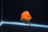 Juvenile Lionchu  Red White 3.5 Inch (ID#1129R11a-13) Free2Day SHIPPING