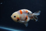 Juvenile Ranchu  Calico 3.5 Inch (ID#1217R9b-57) Free2Day SHIPPING