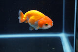 Juvenile Ranchu  Red White 3 Inch (ID#408R9b-53) Free2Day SHIPPING