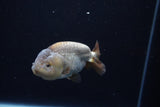 Ranchu  Lavender 3.5 Inch (ID#218R8c-56) Free2Day SHIPPING