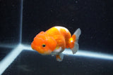 Juvenile Lionchu  Red White 3.5 Inch (ID#1129R11a-13) Free2Day SHIPPING