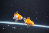 2Pack Thai Oranda   2 Inch (ID#1105ToPTD-14) Free2Day SHIPPING