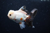 Thai Oranda  Tricolor 4 Inch (ID#304T5c-88) Free2Day SHIPPING