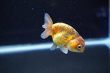 Baby Ranchu  Calico 2.5 Inch (ID#827R13c-28) Free2Day SHIPPING