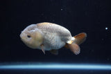 Ranchu  Lavender 3.5 Inch (ID#218R8c-56) Free2Day SHIPPING