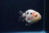 Juvenile Ranchu  Calico 3.5 Inch (ID#1217R9b-57) Free2Day SHIPPING