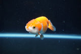 Juvenile Ranchu  Red White 3 Inch (ID#408R9b-53) Free2Day SHIPPING
