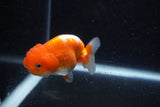 Juvenile Lionchu  Red White 3.5 Inch (ID#1129R11a-13) Free2Day SHIPPING