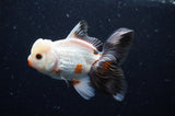 Thai Oranda  Tricolor 4 Inch (ID#304T5c-88) Free2Day SHIPPING