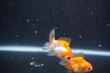 2Pack Thai Oranda   2 Inch (ID#1105ToPTD-14) Free2Day SHIPPING