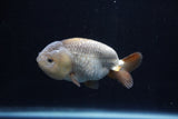Ranchu  Lavender 3.5 Inch (ID#218R8c-56) Free2Day SHIPPING