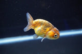 Baby Ranchu  Calico 2.5 Inch (ID#827R13c-28) Free2Day SHIPPING