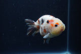 Juvenile Ranchu  Calico 3.5 Inch (ID#1217R9b-57) Free2Day SHIPPING