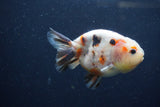 Juvenile Ranchu  Calico 3.5 Inch (ID#1217R9b-57) Free2Day SHIPPING