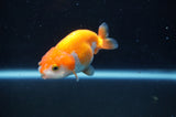 Juvenile Ranchu  Red White 3 Inch (ID#408R9b-53) Free2Day SHIPPING
