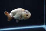 Ranchu  Lavender 3.5 Inch (ID#218R8c-56) Free2Day SHIPPING