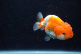 Juvenile Lionchu  Red White 3.5 Inch (ID#1129R11a-13) Free2Day SHIPPING