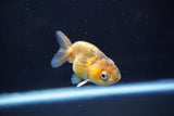 Baby Ranchu  Calico 2.5 Inch (ID#827R13c-28) Free2Day SHIPPING