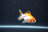 2Pack Thai Oranda   2 Inch (ID#1105ToPTD-14) Free2Day SHIPPING