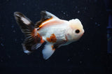 Thai Oranda  Tricolor 4 Inch (ID#304T5c-88) Free2Day SHIPPING