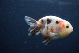 Juvenile Ranchu  Calico 3.5 Inch (ID#1217R9b-57) Free2Day SHIPPING