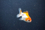 2Pack Thai Oranda   2 Inch (ID#1105ToPTD-14) Free2Day SHIPPING