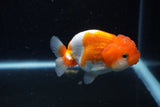 Juvenile Lionchu  Red White 3.5 Inch (ID#1129R11a-13) Free2Day SHIPPING