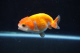 Juvenile Ranchu  Red White 3 Inch (ID#408R9b-53) Free2Day SHIPPING
