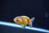 Baby Ranchu  Calico 2.5 Inch (ID#827R13c-28) Free2Day SHIPPING