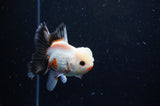 Thai Oranda  Tricolor 4 Inch (ID#304T5c-88) Free2Day SHIPPING