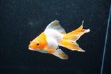 Ryukin Longtail Red White 4.5 Inch (ID#1015Ry7b-9) Free2Day SHIPPING