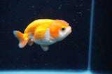 Juvenile Ranchu  Red White 3 Inch (ID#408R9b-53) Free2Day SHIPPING