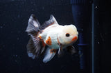 Thai Oranda  Tricolor 4 Inch (ID#304T5c-88) Free2Day SHIPPING