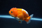 Juvenile Lionchu  Red White 3.5 Inch (ID#1129R11a-13) Free2Day SHIPPING