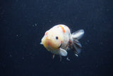 Juvenile Ranchu  Calico 3.5 Inch (ID#1217R9b-57) Free2Day SHIPPING