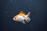 2Pack Thai Oranda   2 Inch (ID#1105ToPTD-14) Free2Day SHIPPING