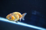 Baby Ranchu  Calico 2.5 Inch (ID#827R13c-28) Free2Day SHIPPING