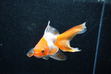 Ryukin Longtail Red White 4.5 Inch (ID#1015Ry7b-9) Free2Day SHIPPING