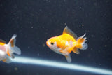 2Pack Thai Oranda   2 Inch (ID#1105ToPTD-14) Free2Day SHIPPING