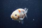 Juvenile Ranchu  Calico 3.5 Inch (ID#1217R9b-57) Free2Day SHIPPING