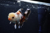 Thai Oranda  Tricolor 4 Inch (ID#304T5c-88) Free2Day SHIPPING