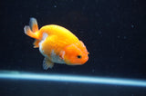 Juvenile Ranchu  Red White 3 Inch (ID#408R9b-54) Free2Day SHIPPING