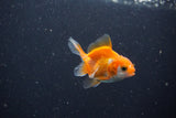 2Pack Thai Oranda   2 Inch (ID#1105ToPTD-14) Free2Day SHIPPING