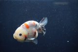 Juvenile Ranchu  Calico 3.5 Inch (ID#1217R9b-57) Free2Day SHIPPING