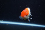 Juvenile Lionchu  Red White 3.5 Inch (ID#1129R11a-14) Free2Day SHIPPING