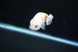 Baby Ranchu  Calico 3 Inch (ID#827R13c-29) Free2Day SHIPPING