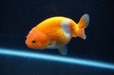 Juvenile Ranchu  Red White 3 Inch (ID#408R9b-54) Free2Day SHIPPING