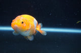 Juvenile Ranchu  Red White 3 Inch (ID#408R9b-54) Free2Day SHIPPING