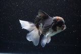 Thai Oranda  Tricolor 4.5 Inch (ID#1101To1b-63) Free2Day SHIPPING