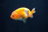 Juvenile Ranchu  Red White 3 Inch (ID#408R9b-54) Free2Day SHIPPING